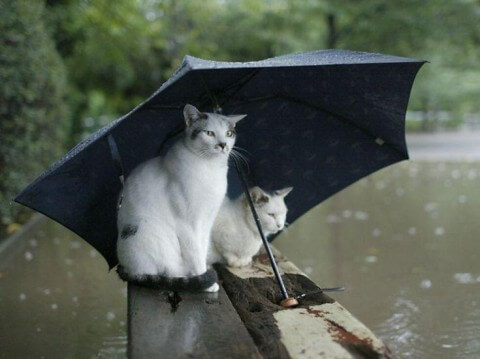 ☂雨の日セール